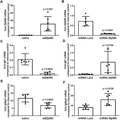 Zfp580 Regulates Paracrine and Endocrine Igf1 and Igfbp3 Differently in the Brain and Blood After a Murine Stroke